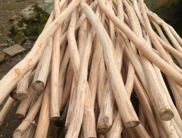 Recycled coffee wood chew treats for dogs