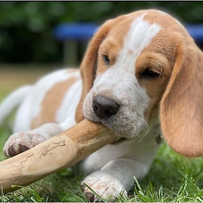 Recycled coffee wood chew treats for dogs