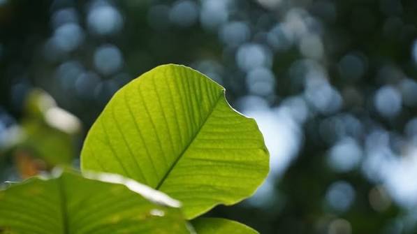 Daun ketapa hijau segar tertembus cahaya matahari dengan latar bokeh