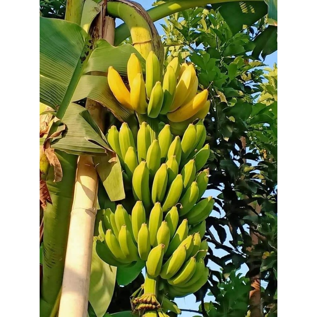 Indonusa Global Fresh Products category