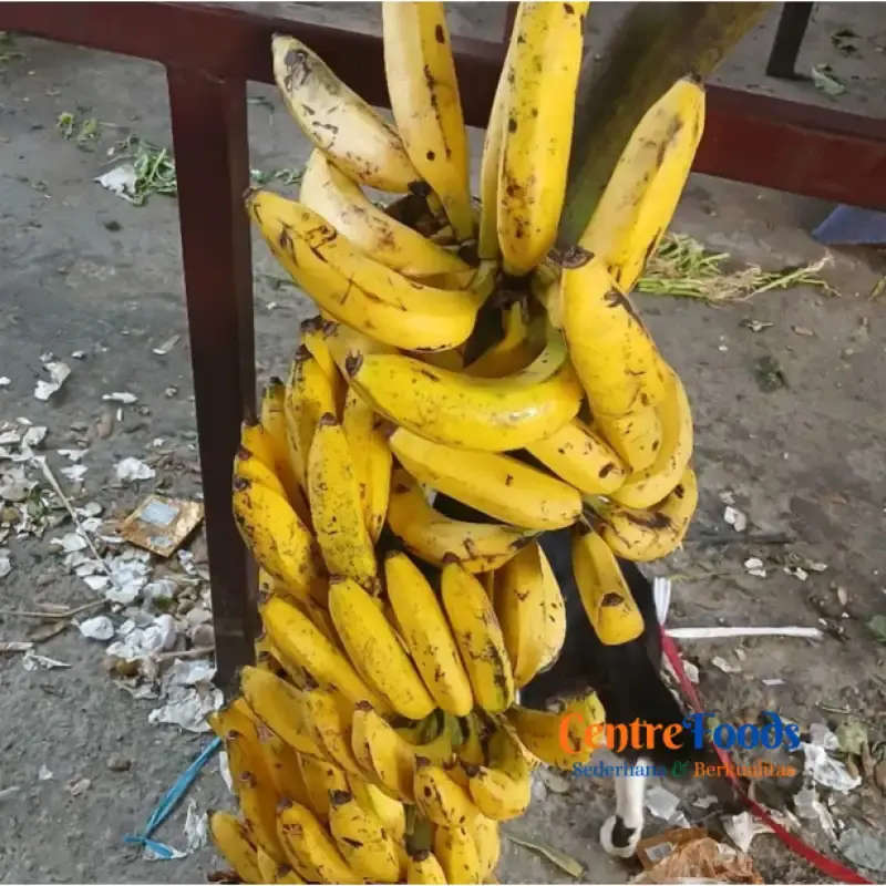 Pisang manis segar siap ekspor